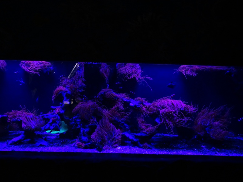 Meeresaquarium Zella-Mehlis: Living coral reef tank