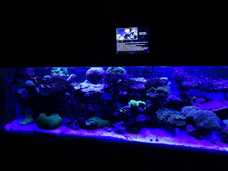 Meeresaquarium Zella-Mehlis: Living coral reef tank