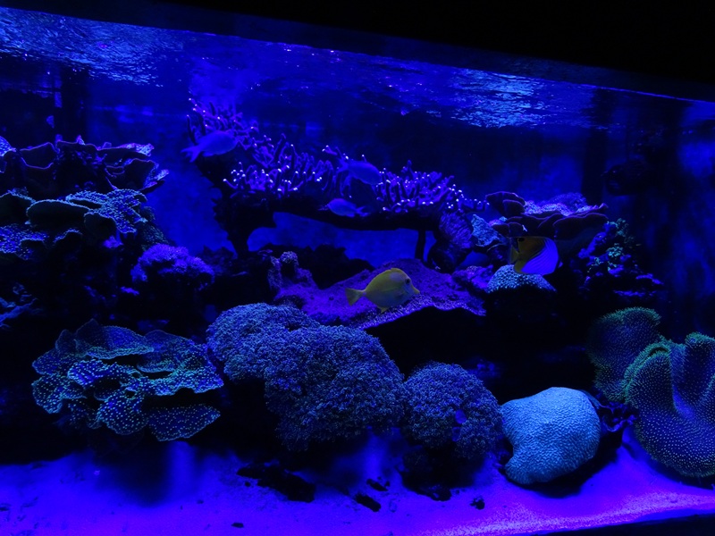 Meeresaquarium Zella-Mehlis: Living coral reef tank