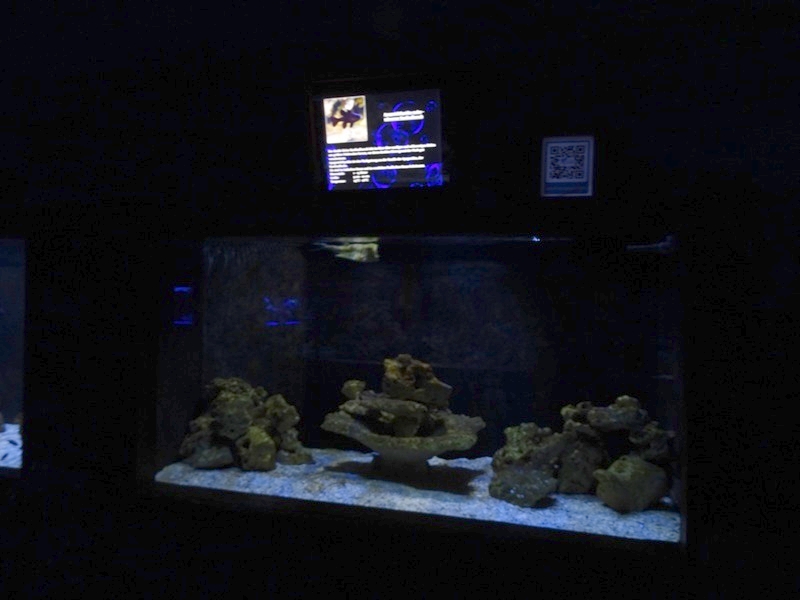 Meeresaquarium Zella-Mehlis: Longhorn boxfish tank