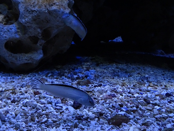 Meeresaquarium Zella-Mehlis: Meiacanthus smithi