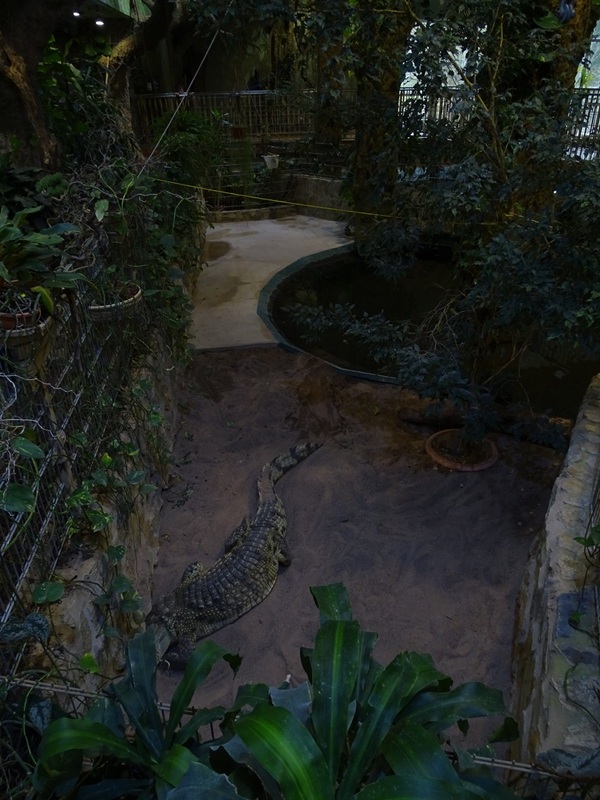 Meeresaquarium Zella-Mehlis: Nile crocodile enclosure