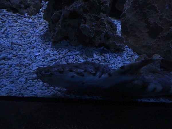 Meeresaquarium Zella-Mehlis: Orectolobus ornatus