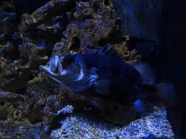 Meeresaquarium Zella-Mehlis: Pogonoperca punctata