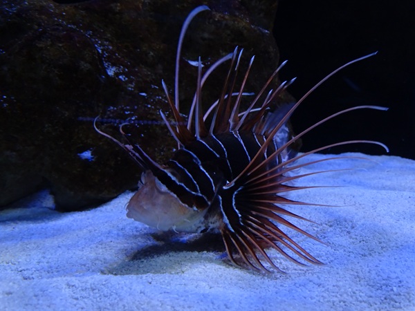 Meeresaquarium Zella-Mehlis: Pterois radiata