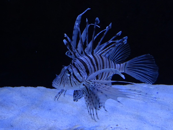 Meeresaquarium Zella-Mehlis: Pterois volitans