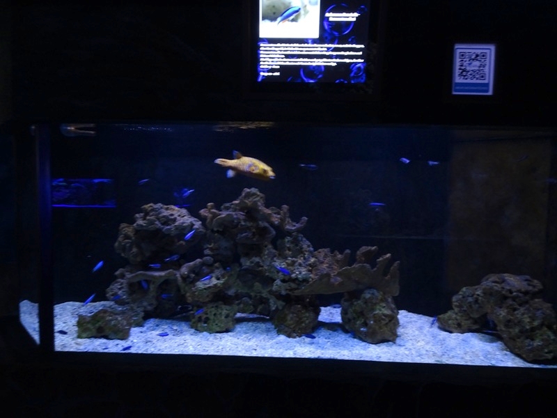Meeresaquarium Zella-Mehlis: Pufferfish / Allens damsel tank