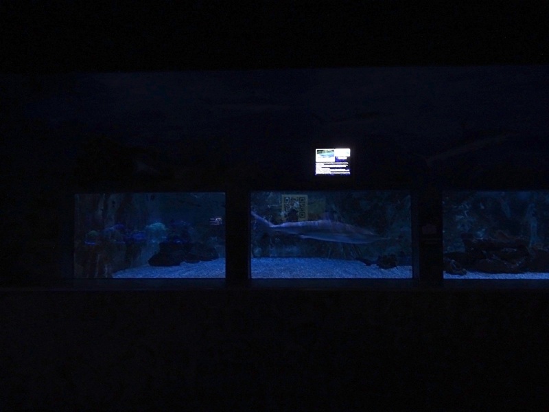 Meeresaquarium Zella-Mehlis: Reef shark / barracuda tank