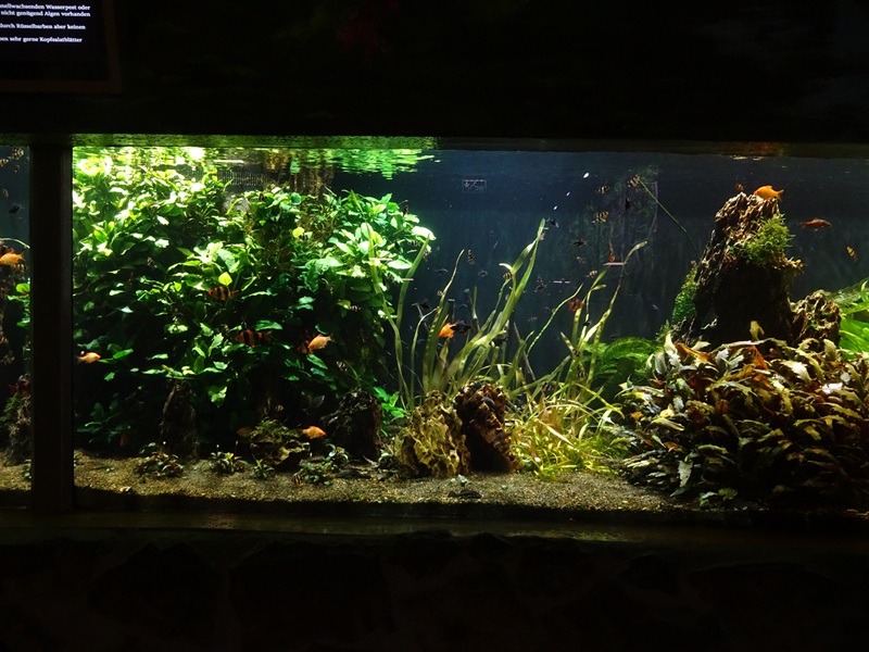 Meeresaquarium Zella-Mehlis: rosy barb/ tiger barb tank