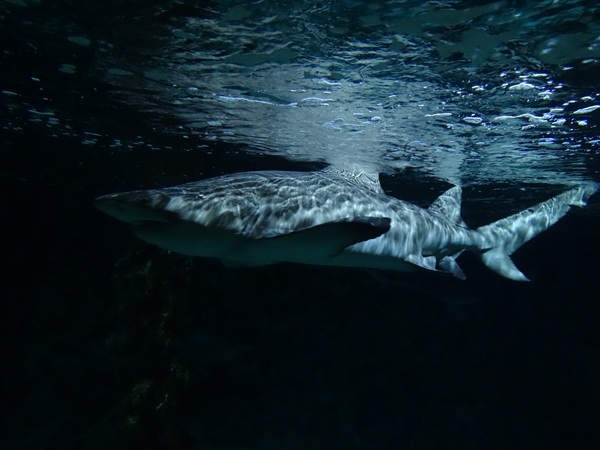 Meeresaquarium Zella-Mehlis: Sand tiger shark (Carcharias taurus