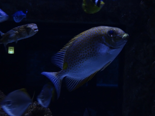 Meeresaquarium Zella-Mehlis: Siganus guttatus