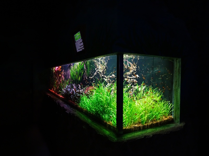 Meeresaquarium Zella-Mehlis: South American tank