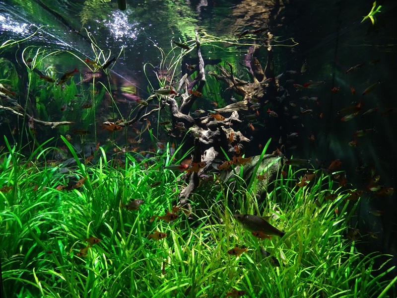 Meeresaquarium Zella-Mehlis: South American tank