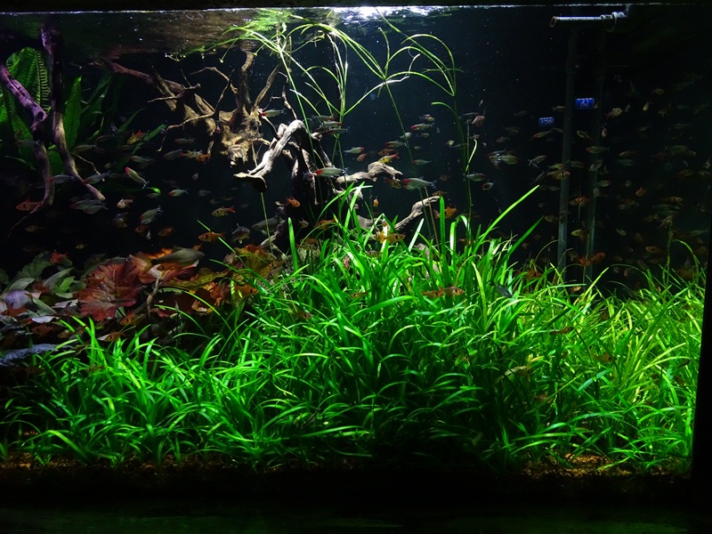 Meeresaquarium Zella-Mehlis: South American tank