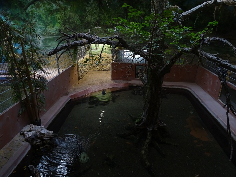 Meeresaquarium Zella-Mehlis: Spectacled caiman enclosure