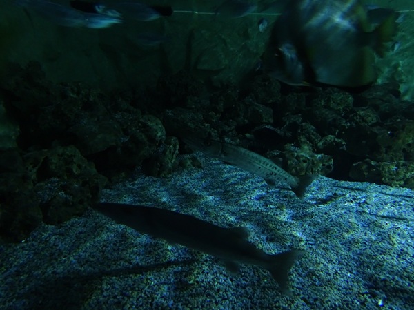 Meeresaquarium Zella-Mehlis: Sphyraena barracuda