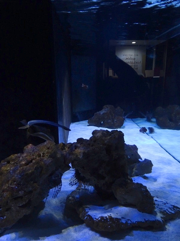 Meeresaquarium Zella-Mehlis: stingray and firefish tank