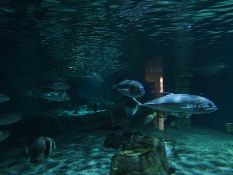 Meeresaquarium Zella-Mehlis: Sunken temple tank