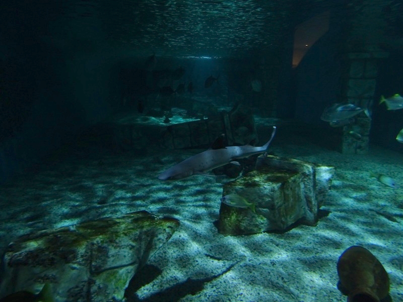 Meeresaquarium Zella-Mehlis: Sunken temple tank