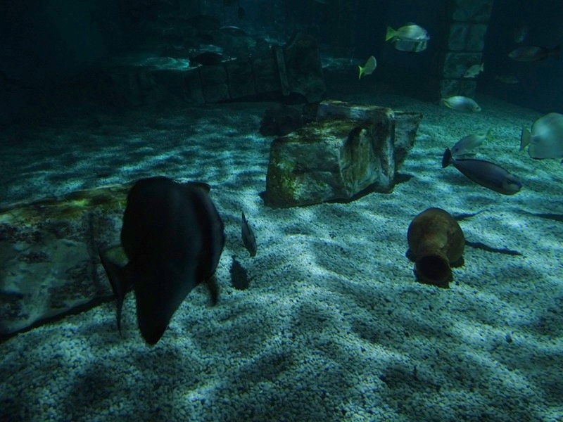 Meeresaquarium Zella-Mehlis: Sunken temple tank