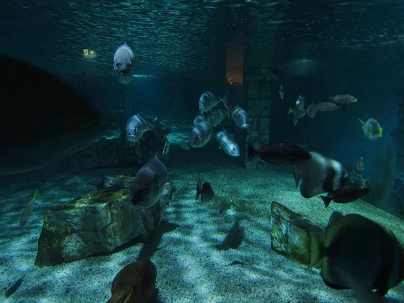 Meeresaquarium Zella-Mehlis: Sunken temple tank