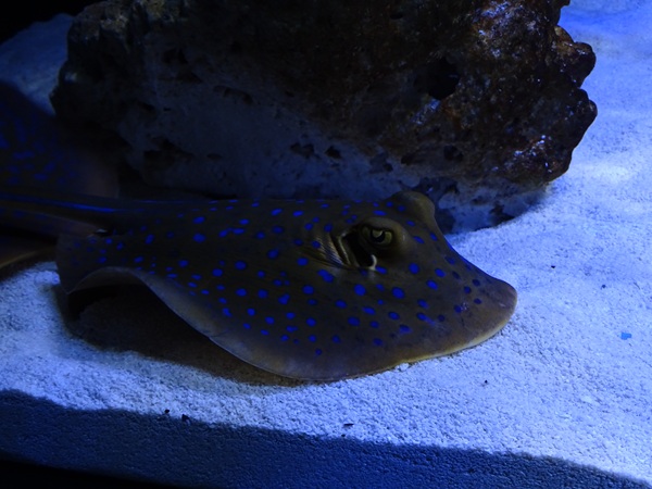 Meeresaquarium Zella-Mehlis: Taeniura lymma