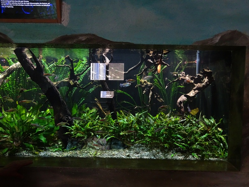 Meeresaquarium Zella-Mehlis: tank for congo tetra and torpedo barb