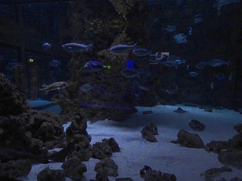 Meeresaquarium Zella-Mehlis: Tank for porcupinefish, flagtail and others