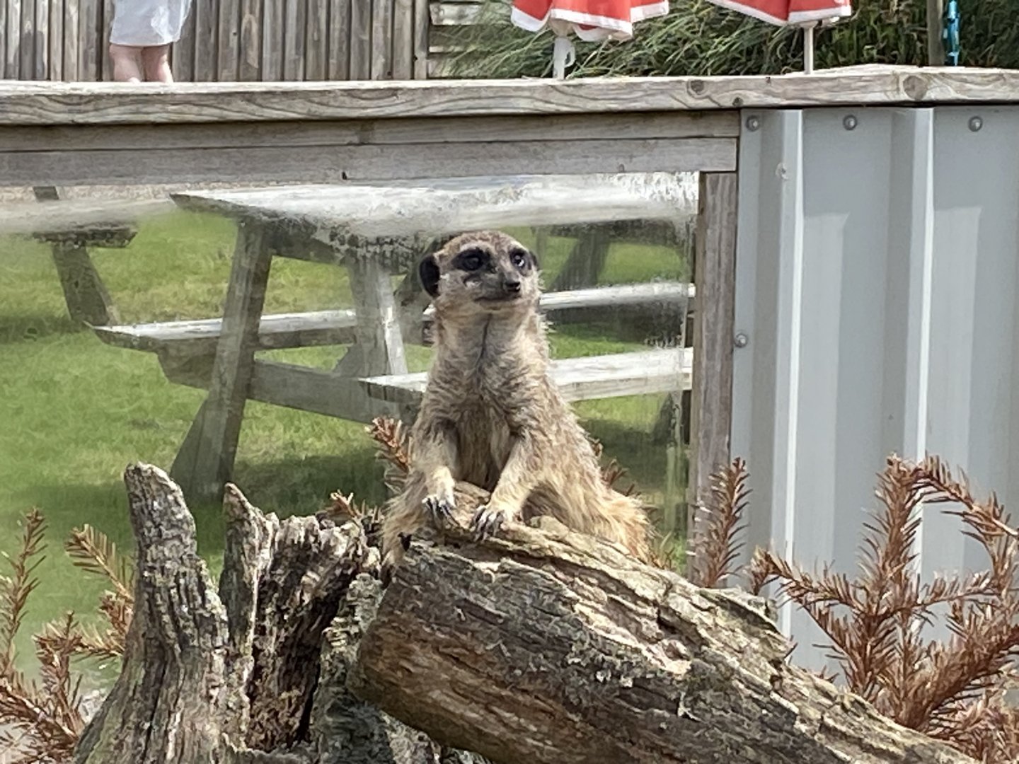 Meerkat 060625