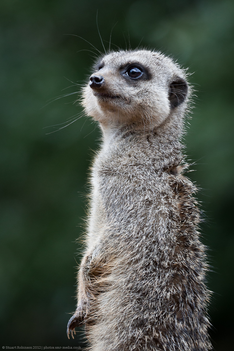 Meerkat - 08/06/2012