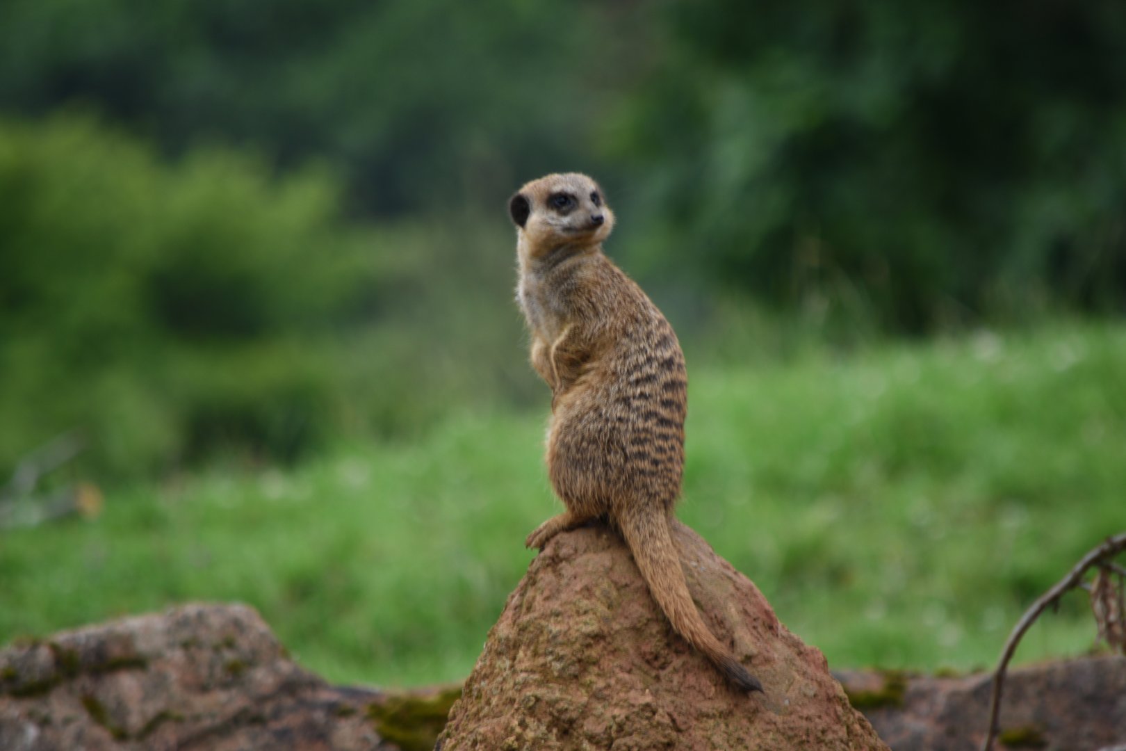 Meerkat - 08/07/20