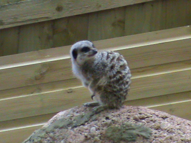 meerkat 1 07/10