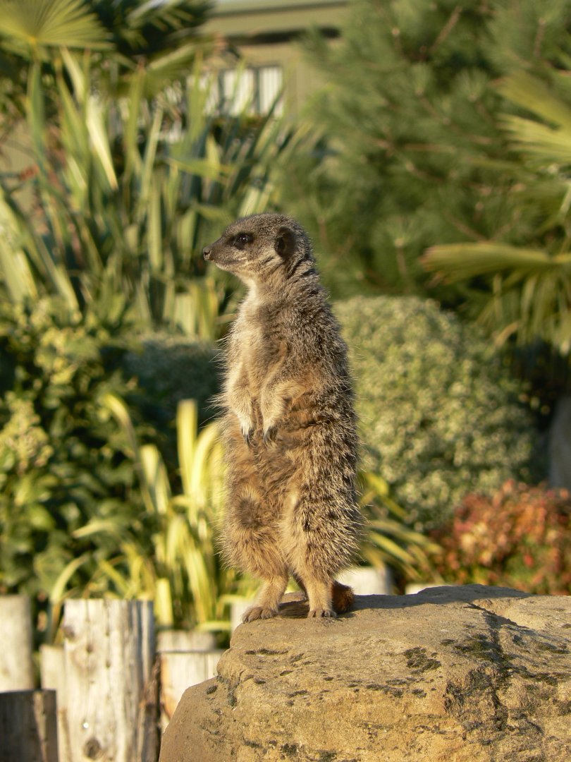 Meerkat - 1 November 2018