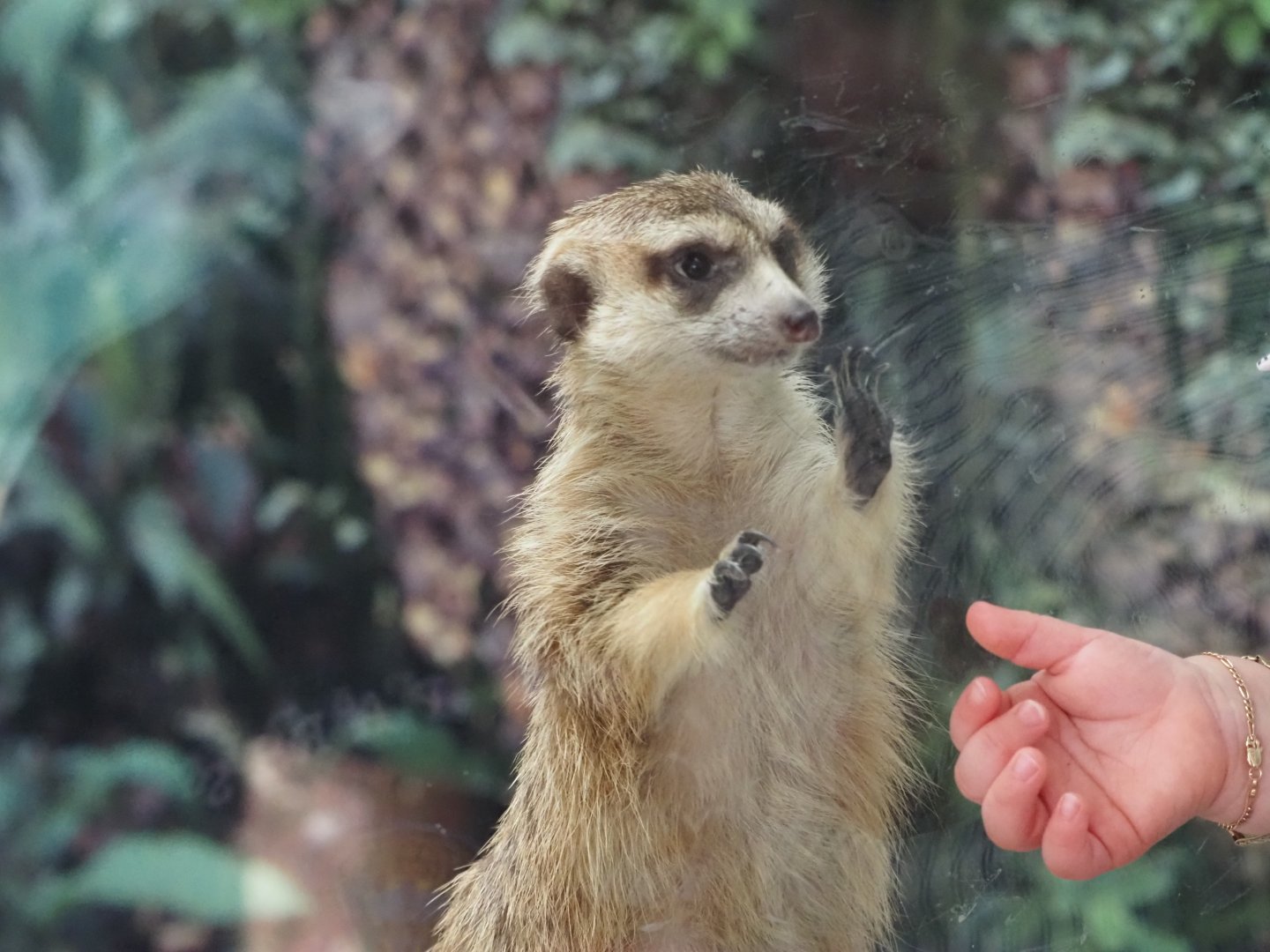 Meerkat 1