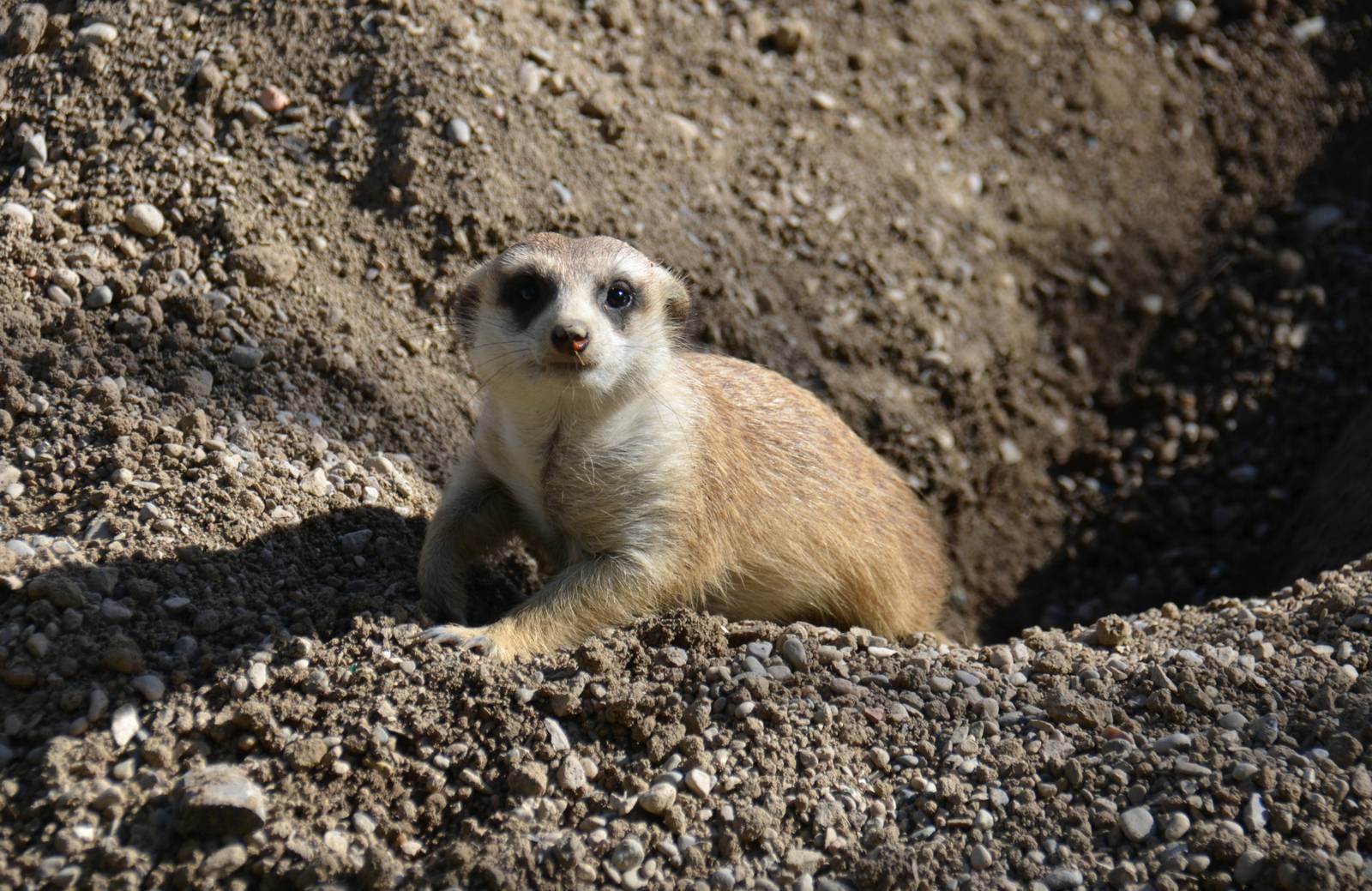 Meerkat - 10/26/15