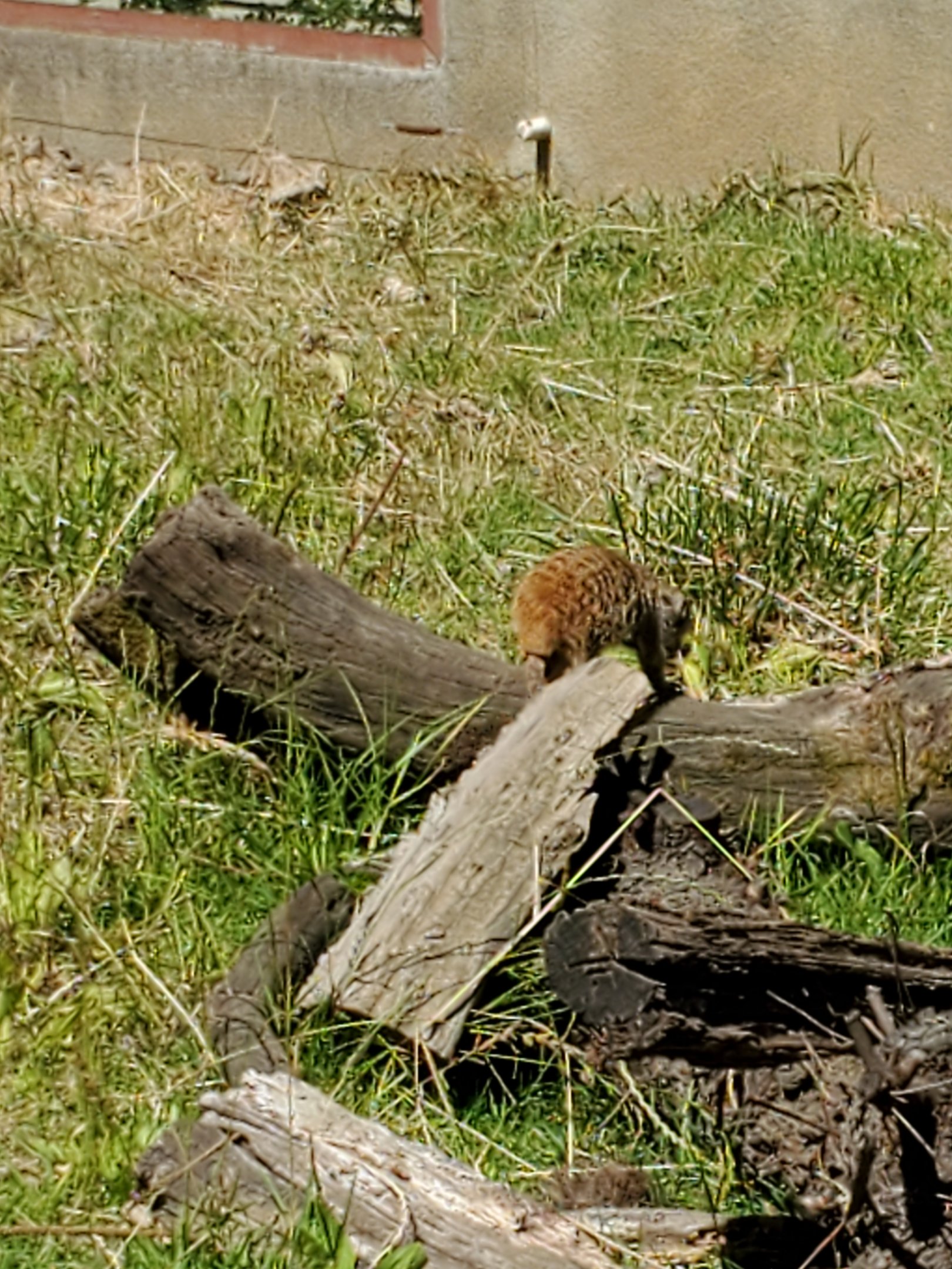 Meerkat - 10 Jun 2022