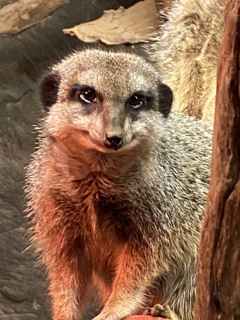 Meerkat 111224