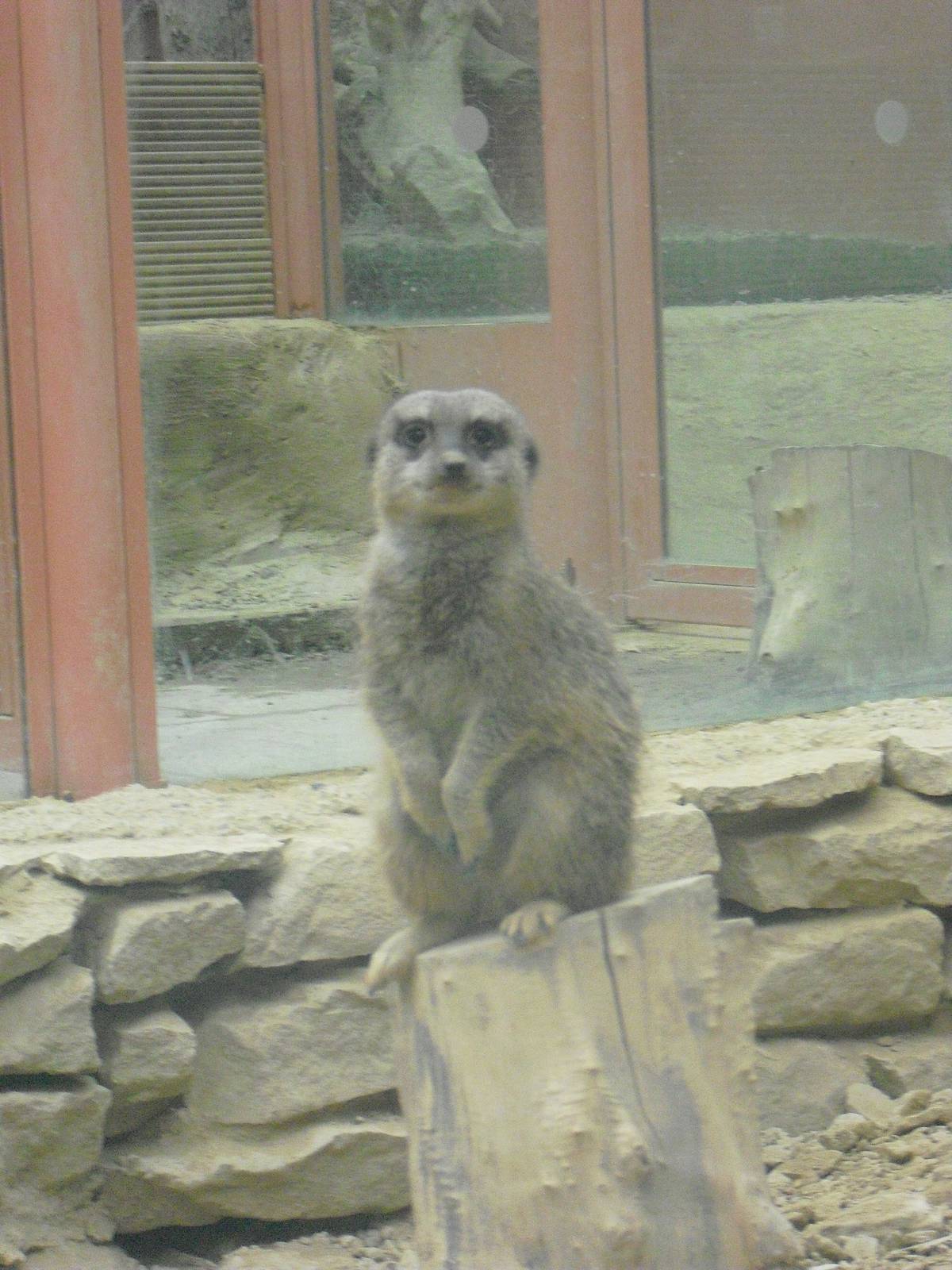 Meerkat - 12/10/2011