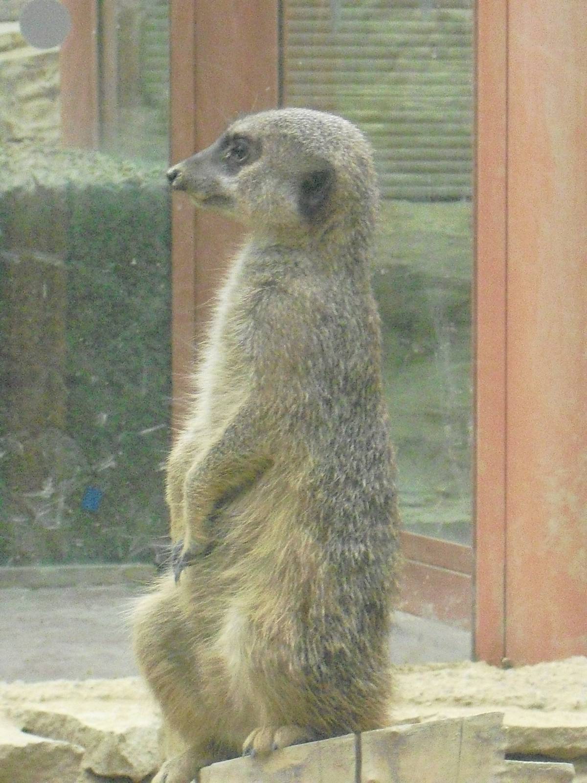 Meerkat - 12/10/2011