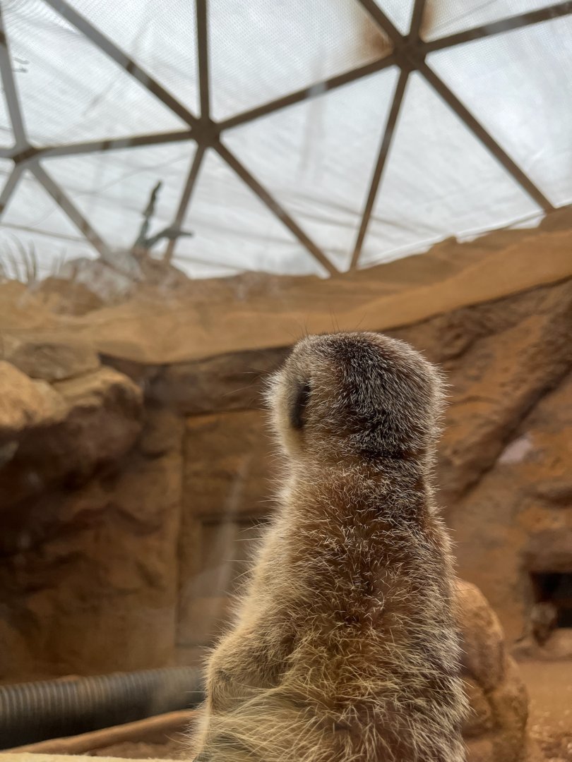 Meerkat - 12/29/24