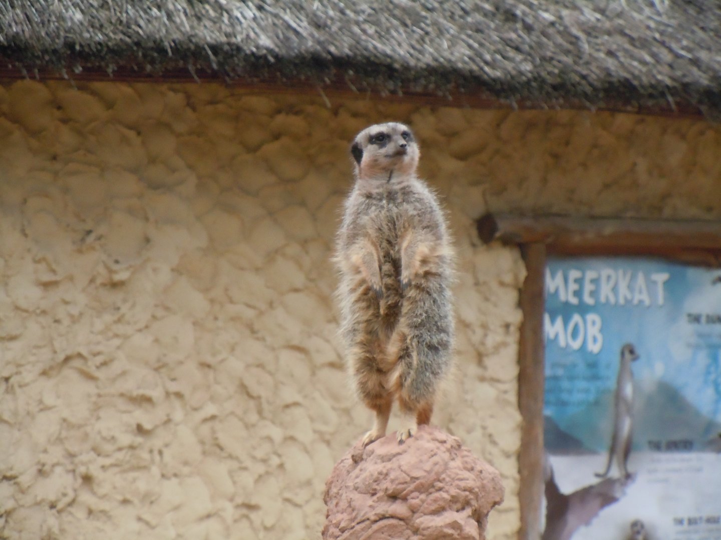 Meerkat 130720