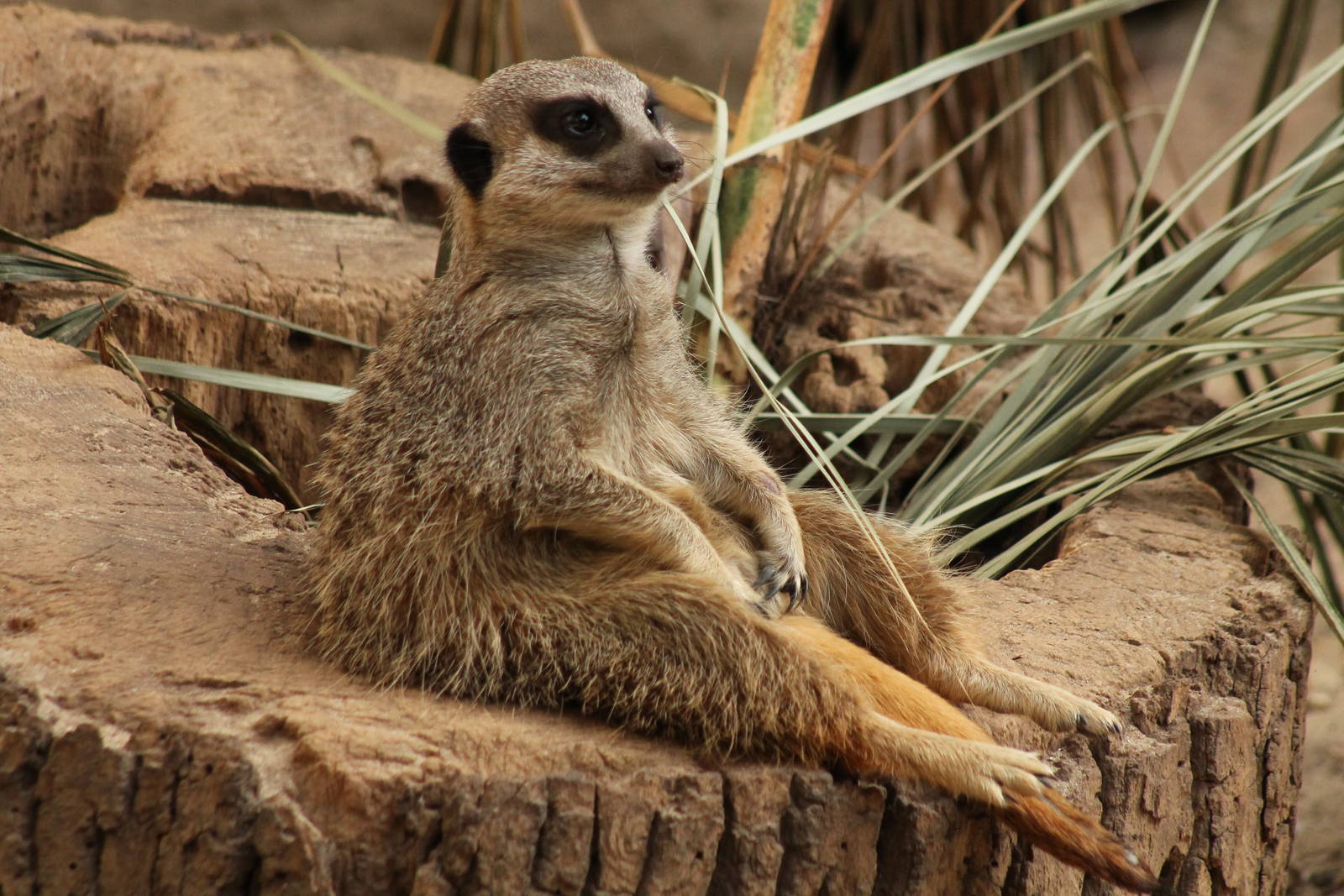Meerkat - 13th April 2014