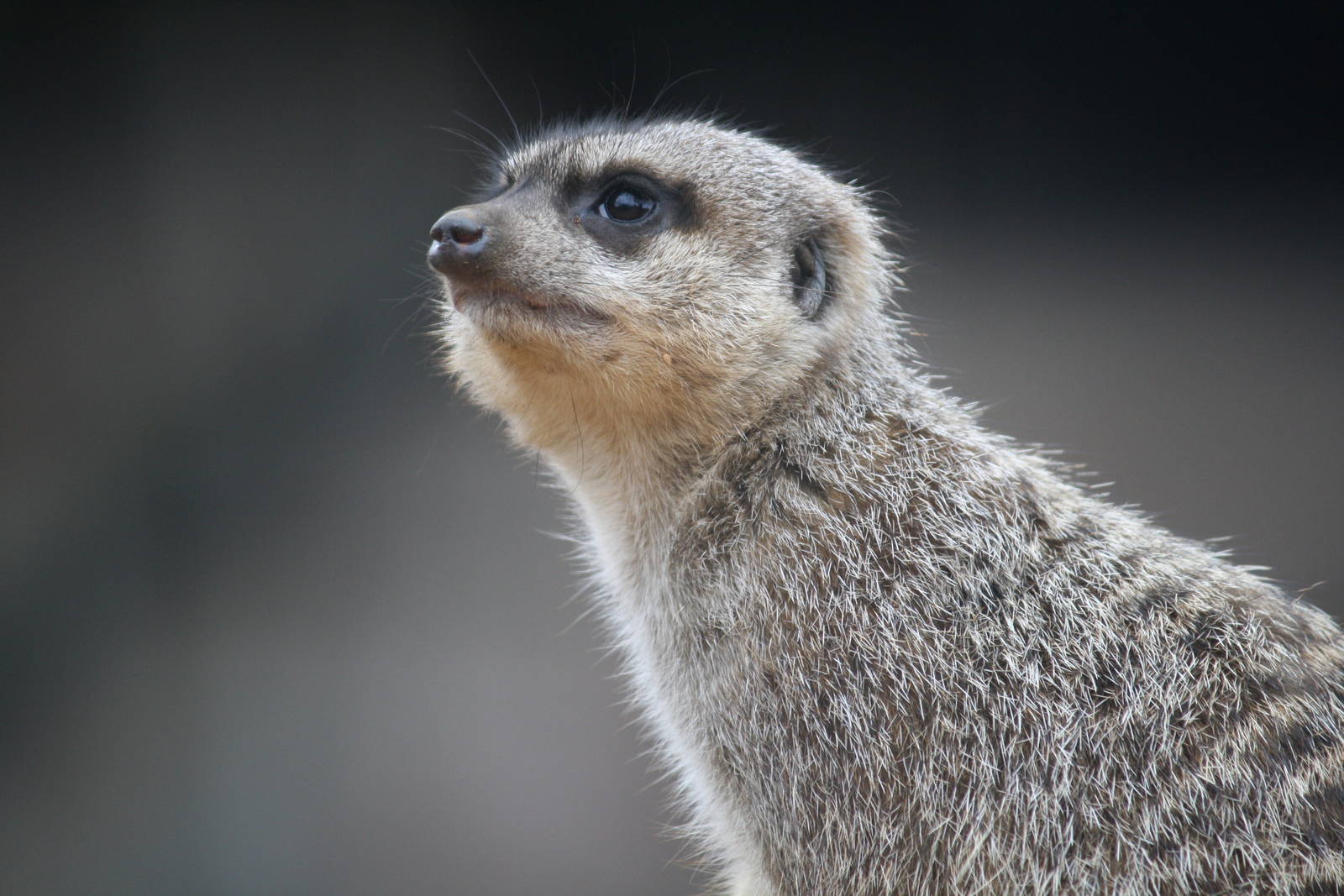 Meerkat - 14 March 2010