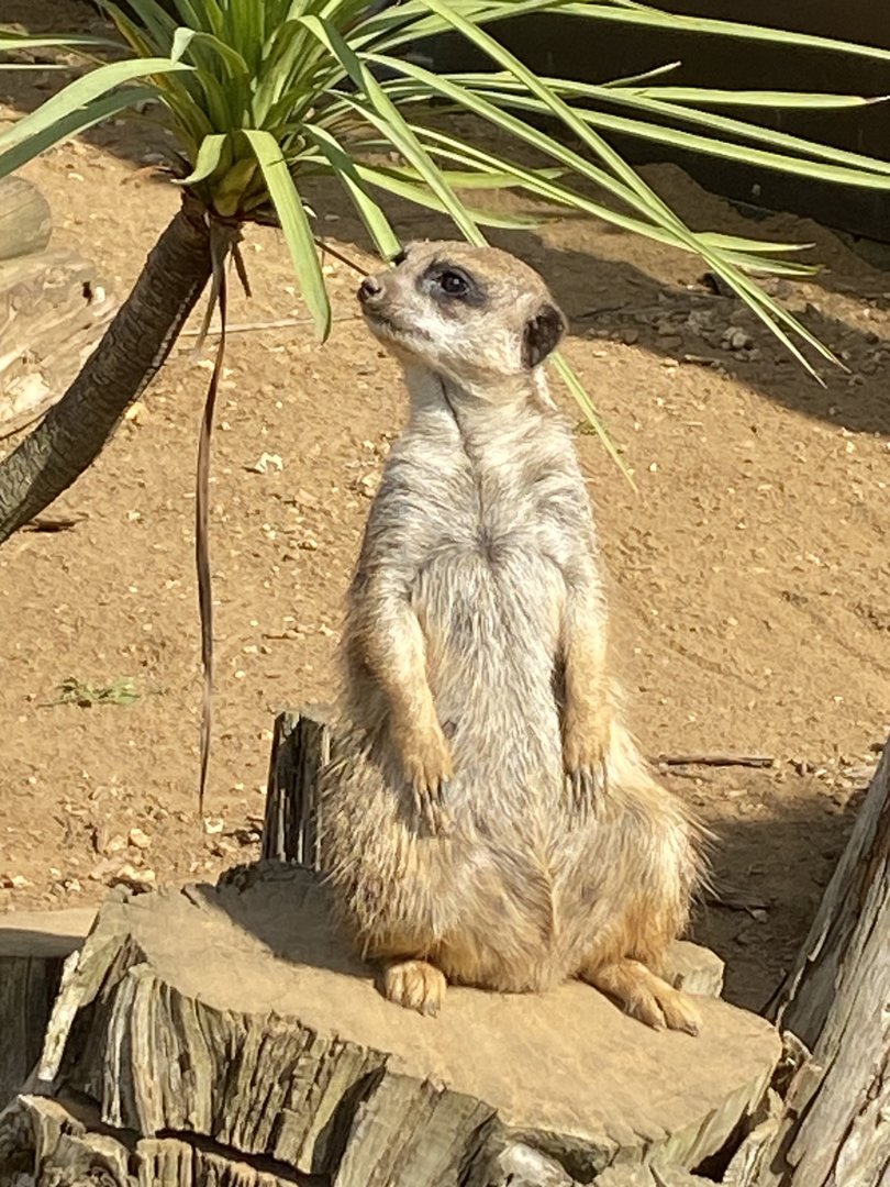 Meerkat 140923