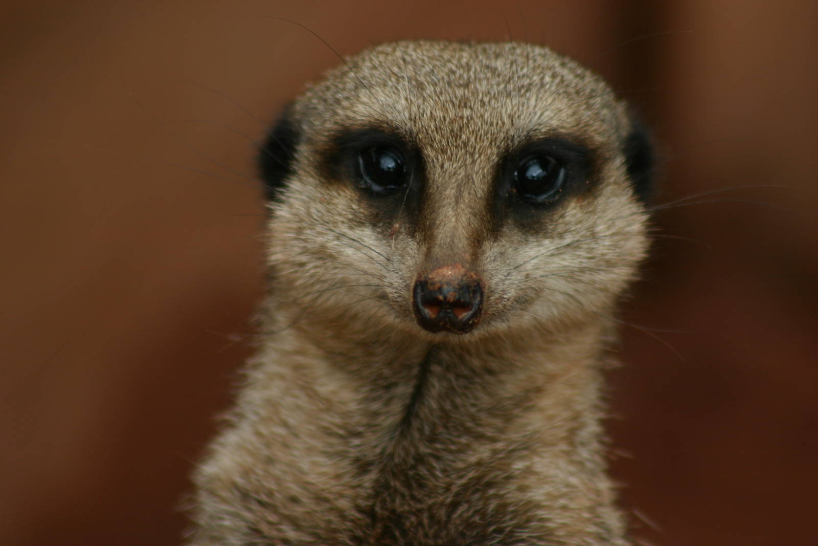 Meerkat - 15 September 2010