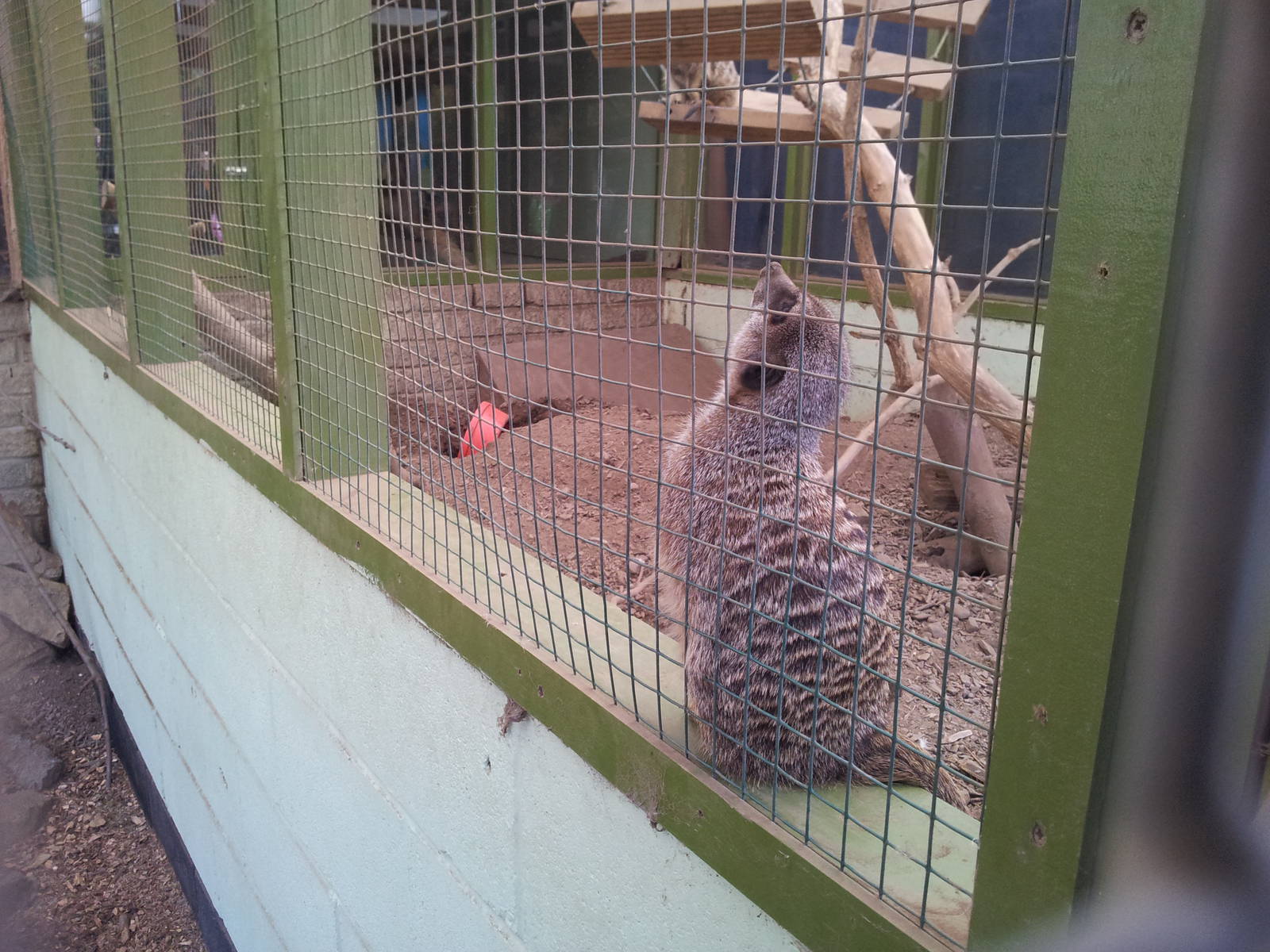 Meerkat - 16/10/2011