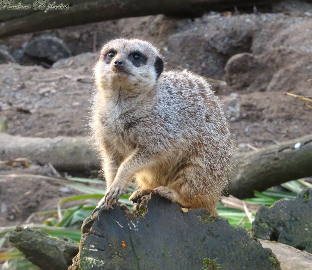 Meerkat 16 November 2025