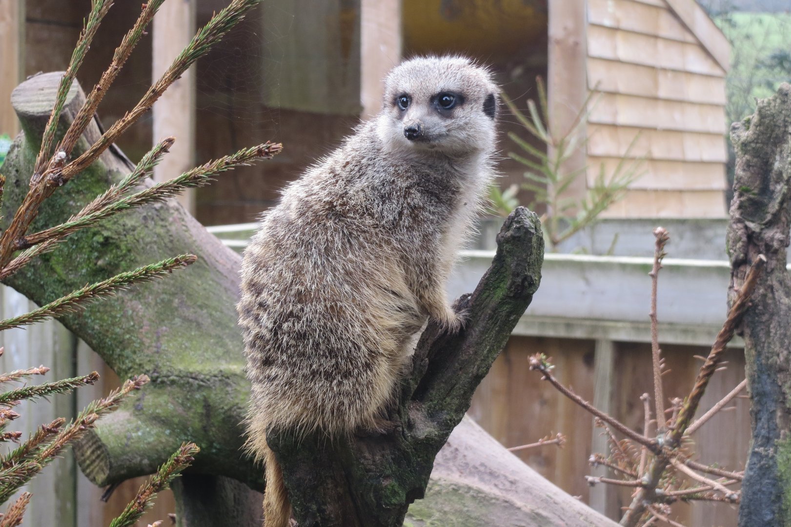 Meerkat 170219
