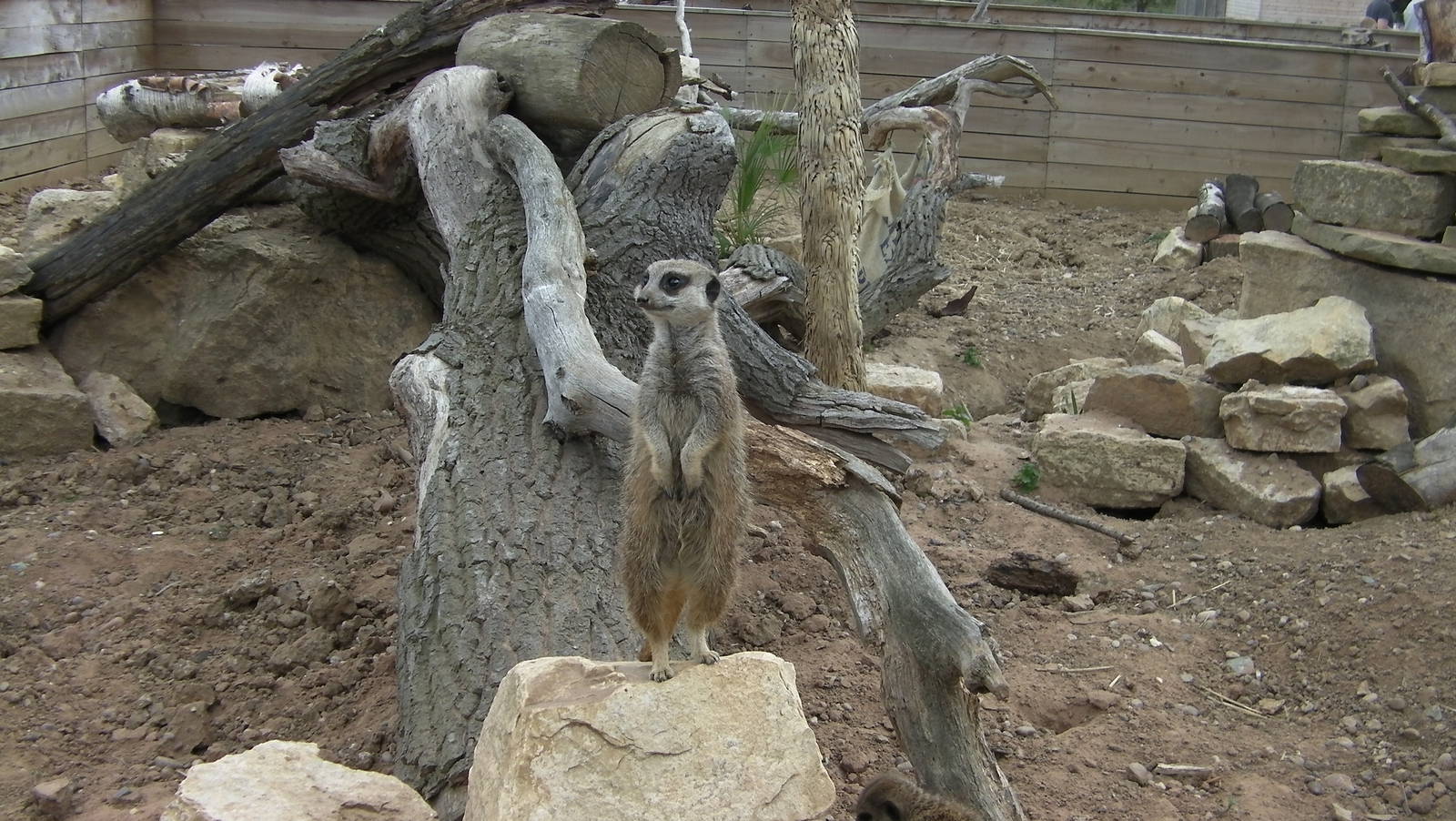 Meerkat -19.80.2011