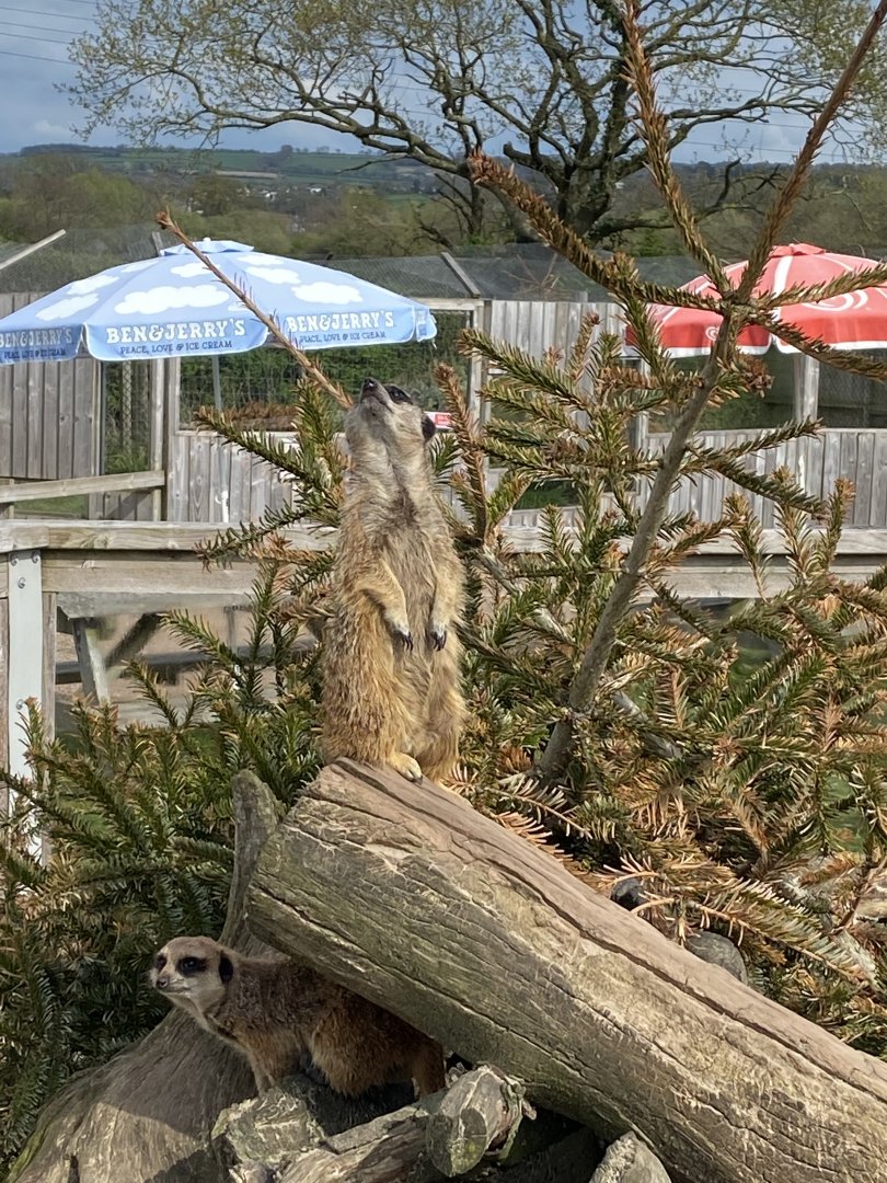 Meerkat 190422
